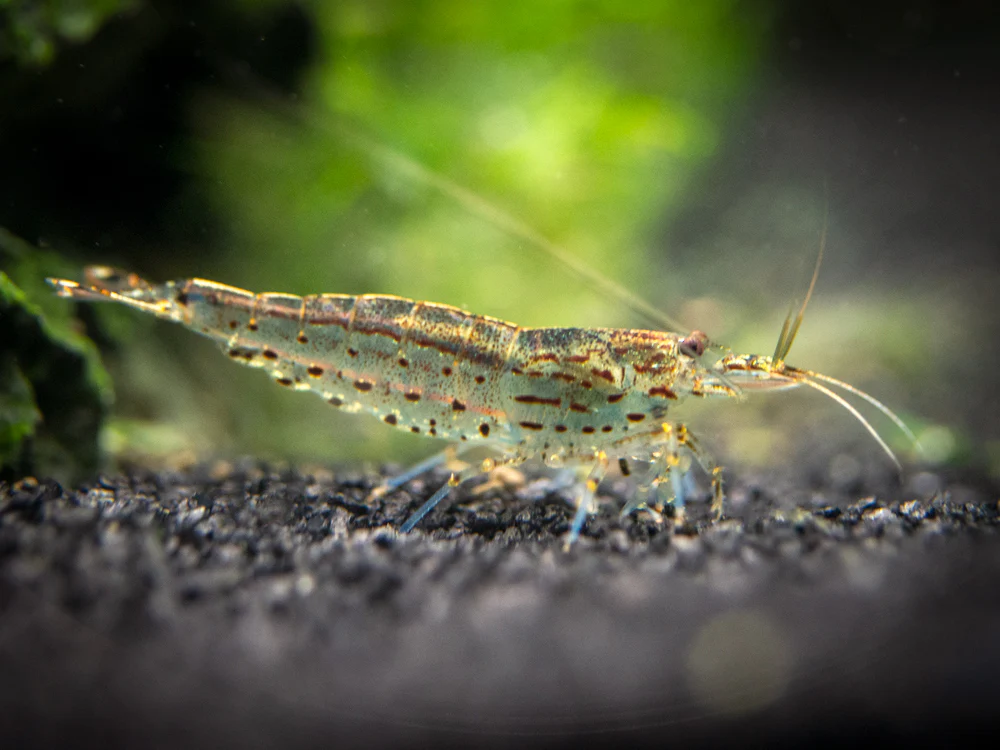 Dive Into a Living Masterpiece