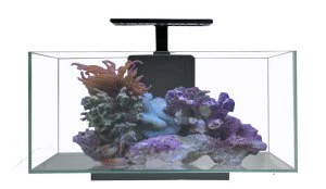 JBJ Aquarium - Desktop Aquariums