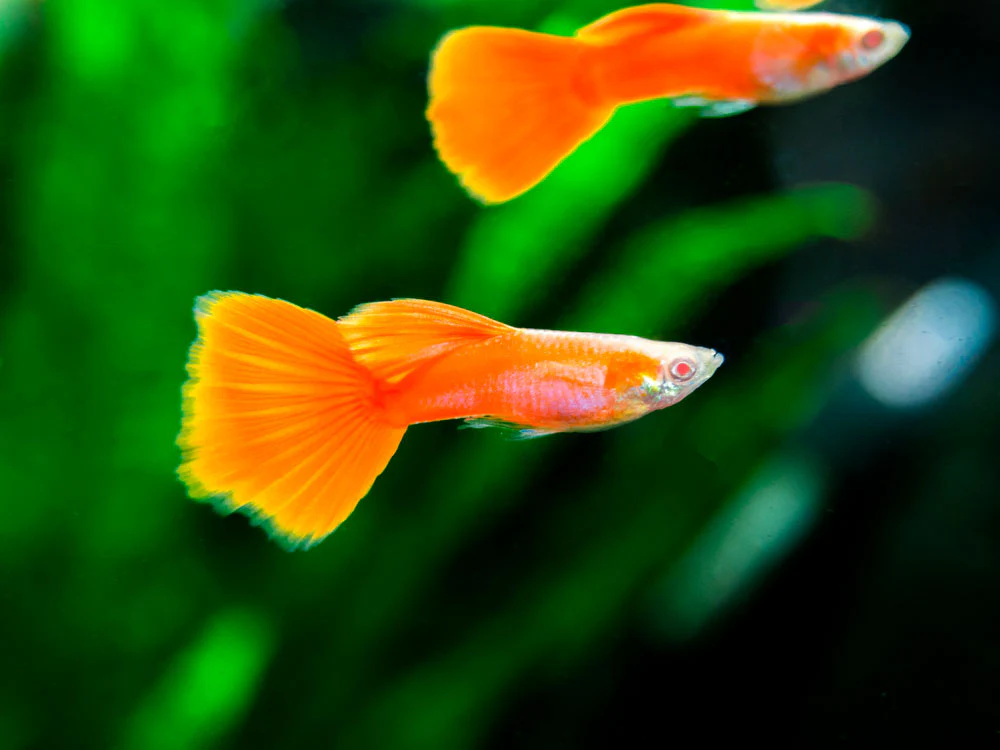 Thumbnail 13